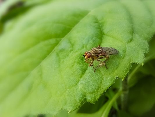 Insektenparty im Garten