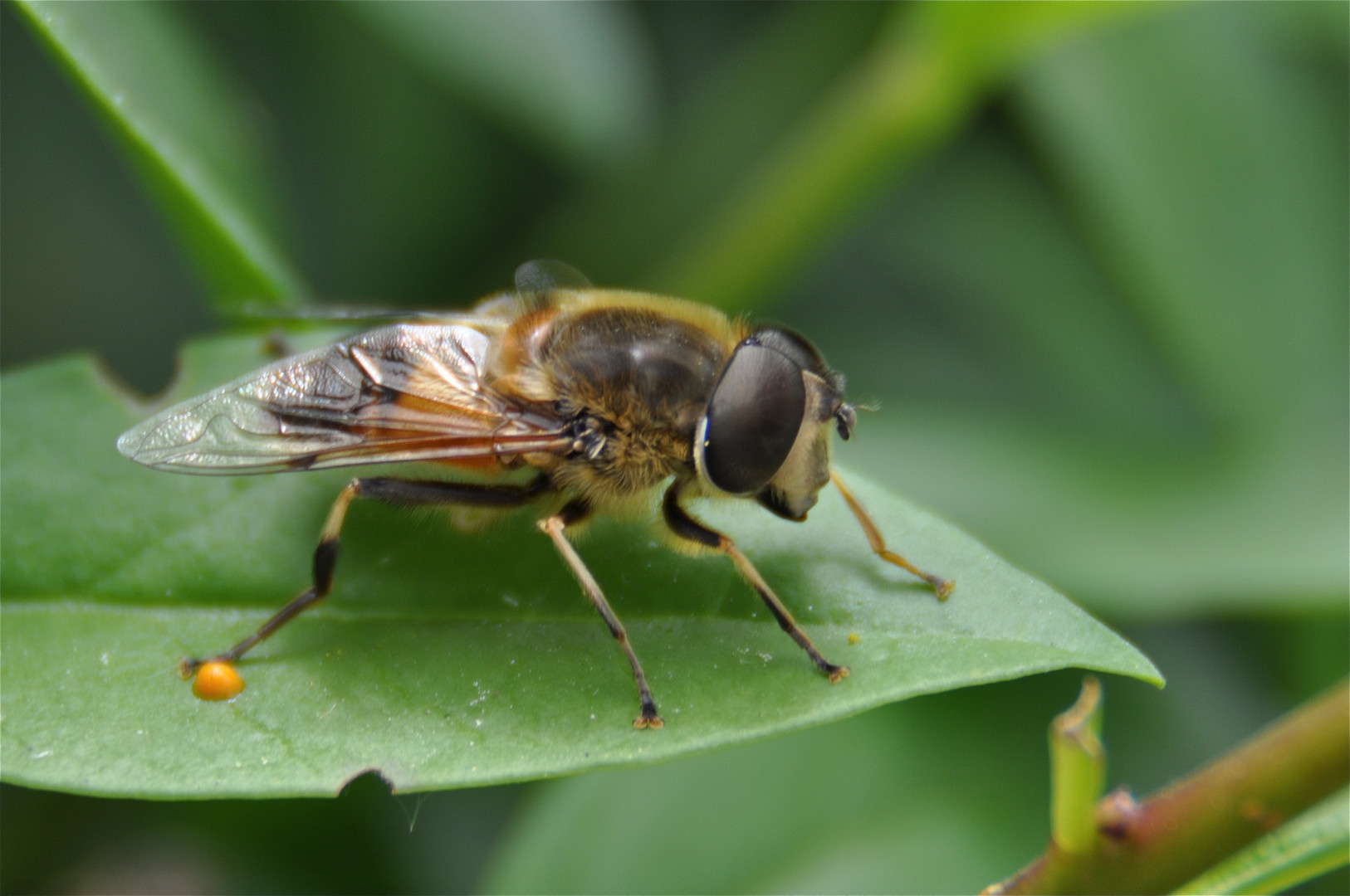 Insektenpause