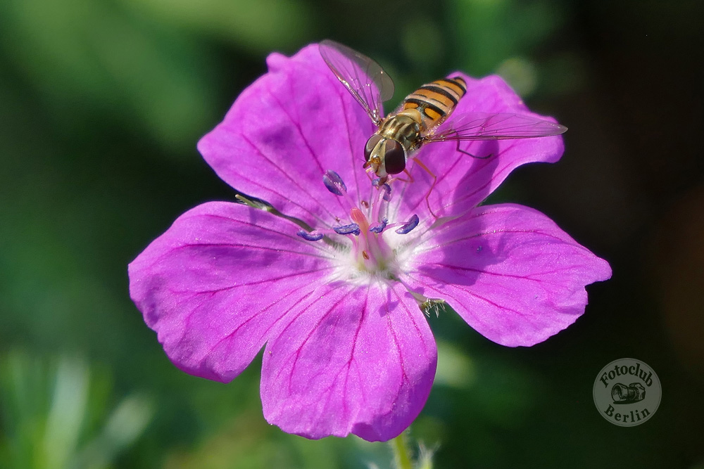 Insektenpause