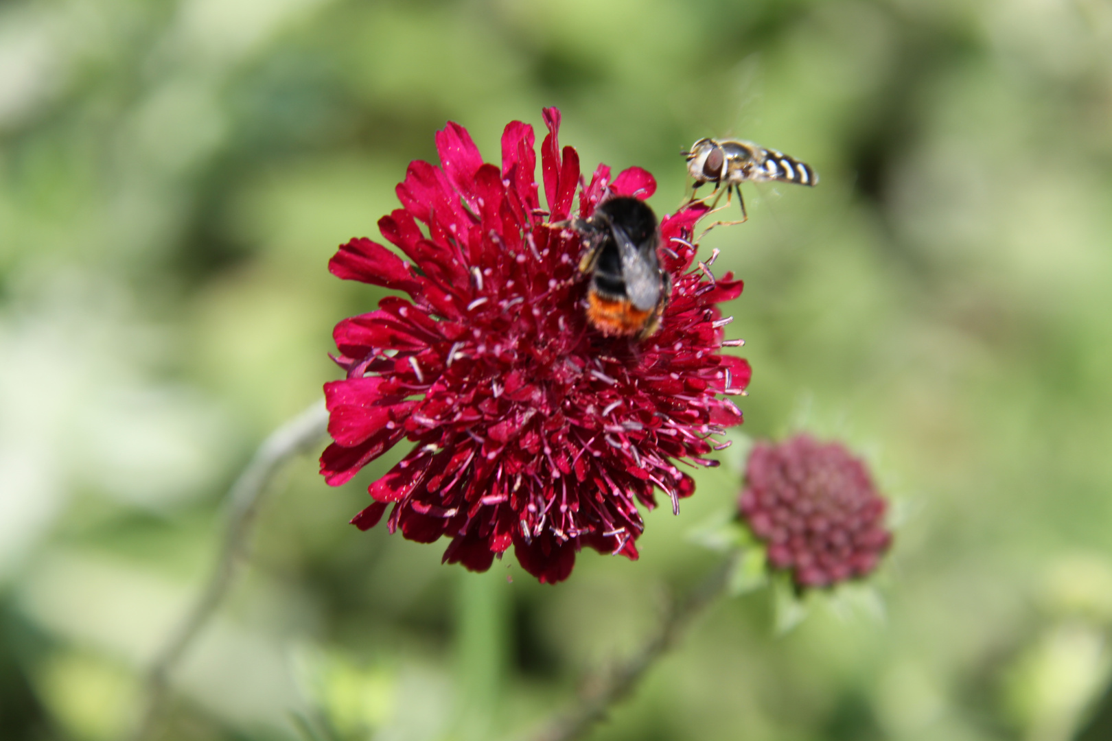 Insektenreise