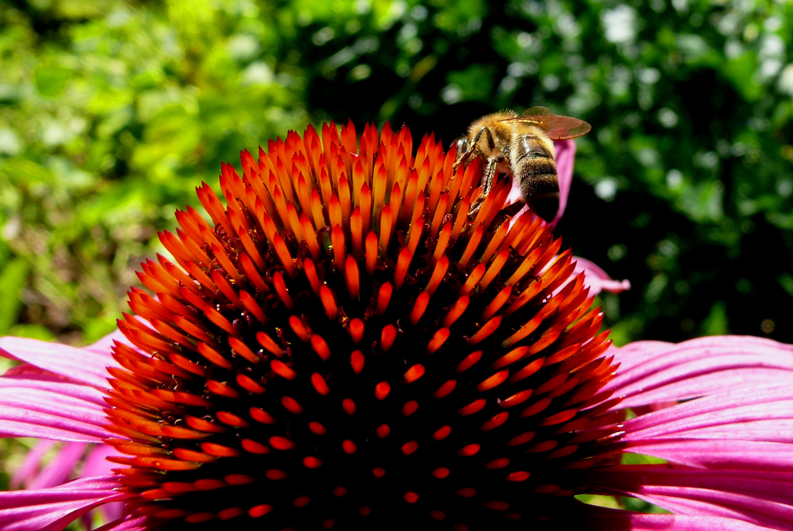 Insektenrestaurant