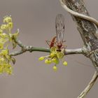 Insektensaison - Start ...