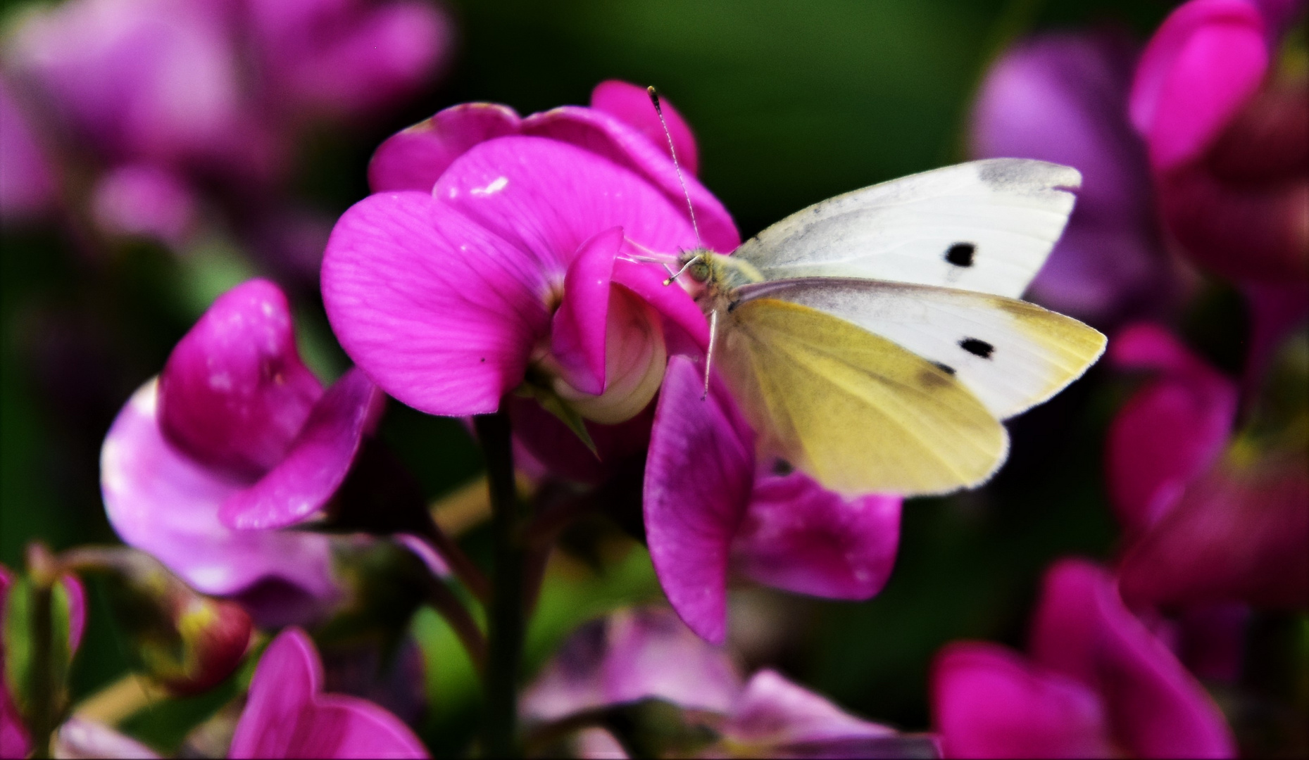 Insektensammelpunkt 