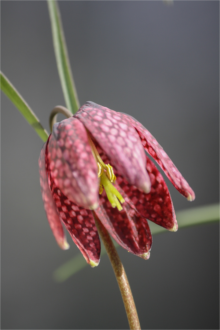 Insektenschach