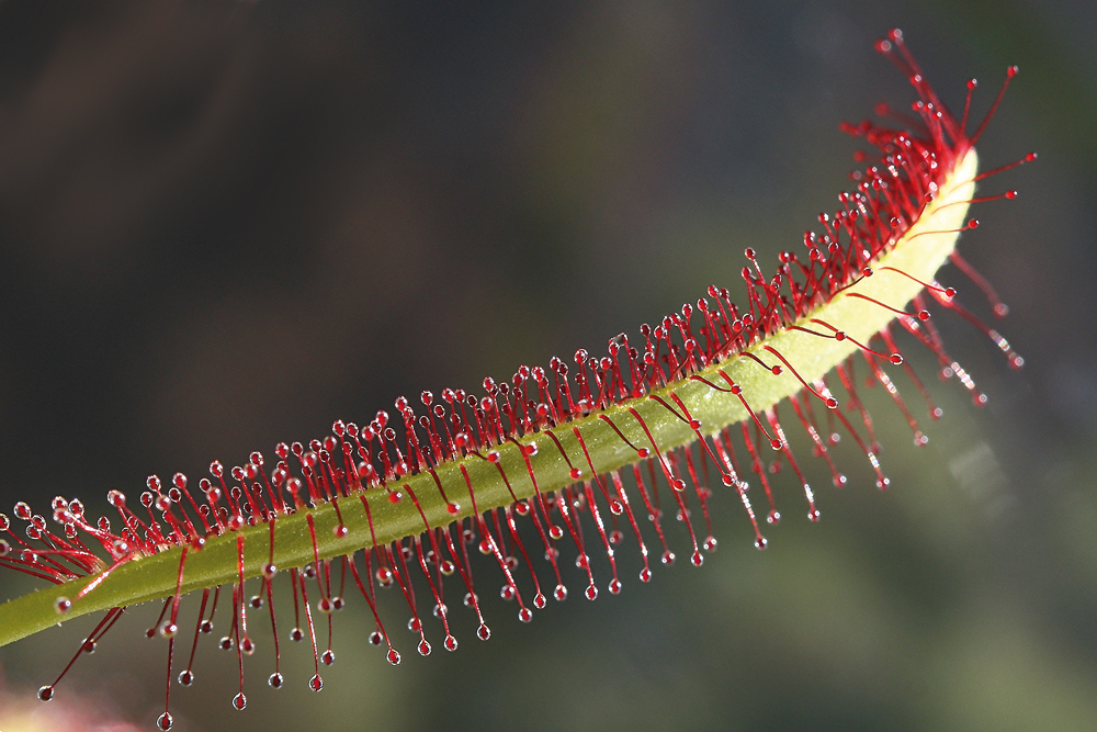 'Insektenschicksal'