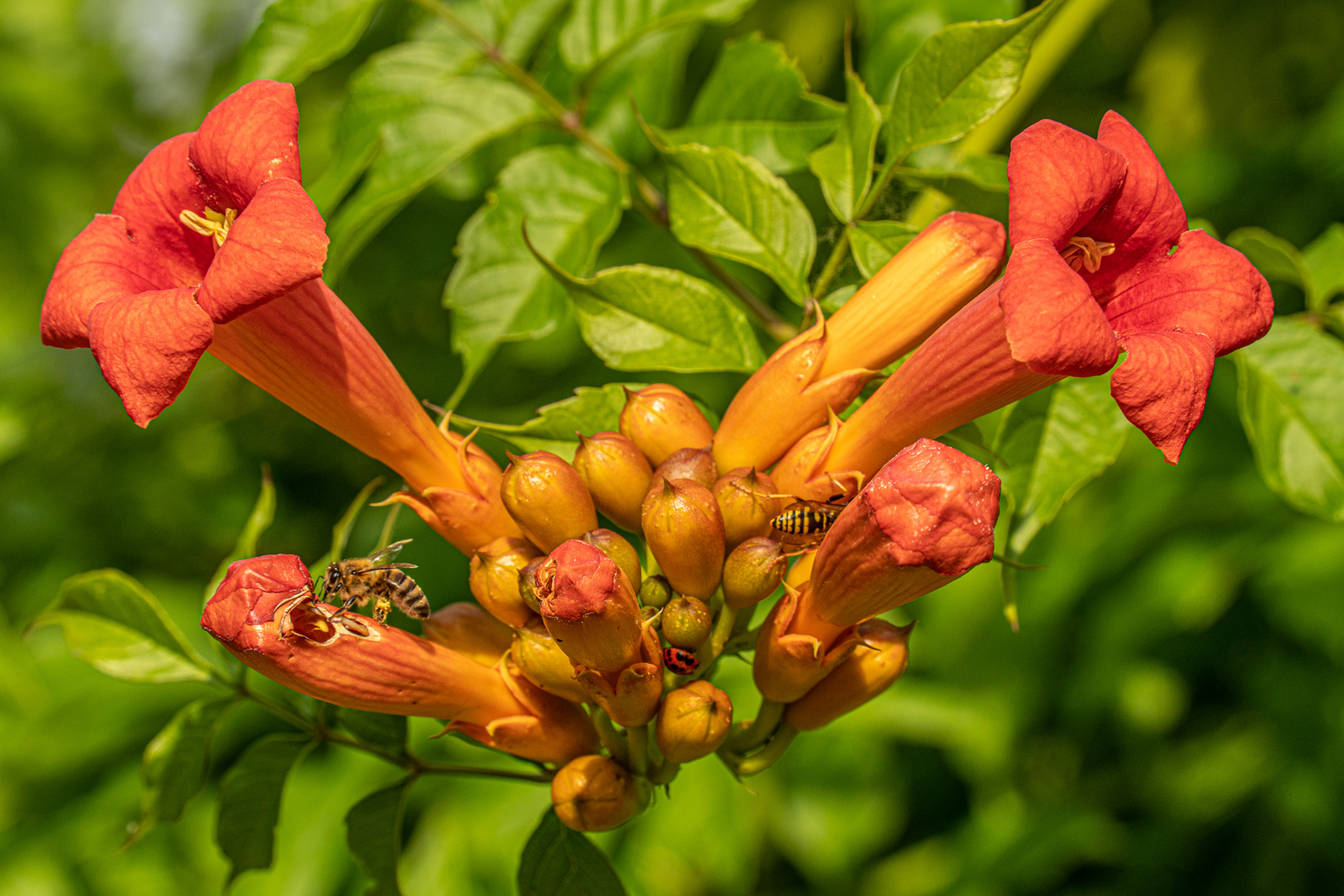 Insektenschmaus