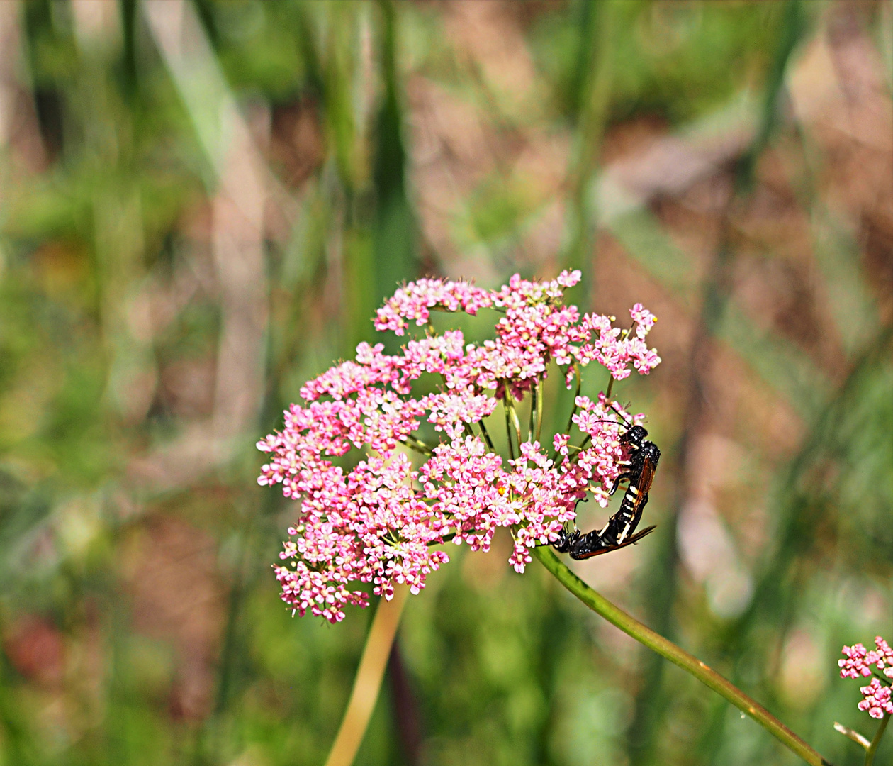 Insektensex