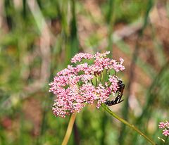 Insektensex