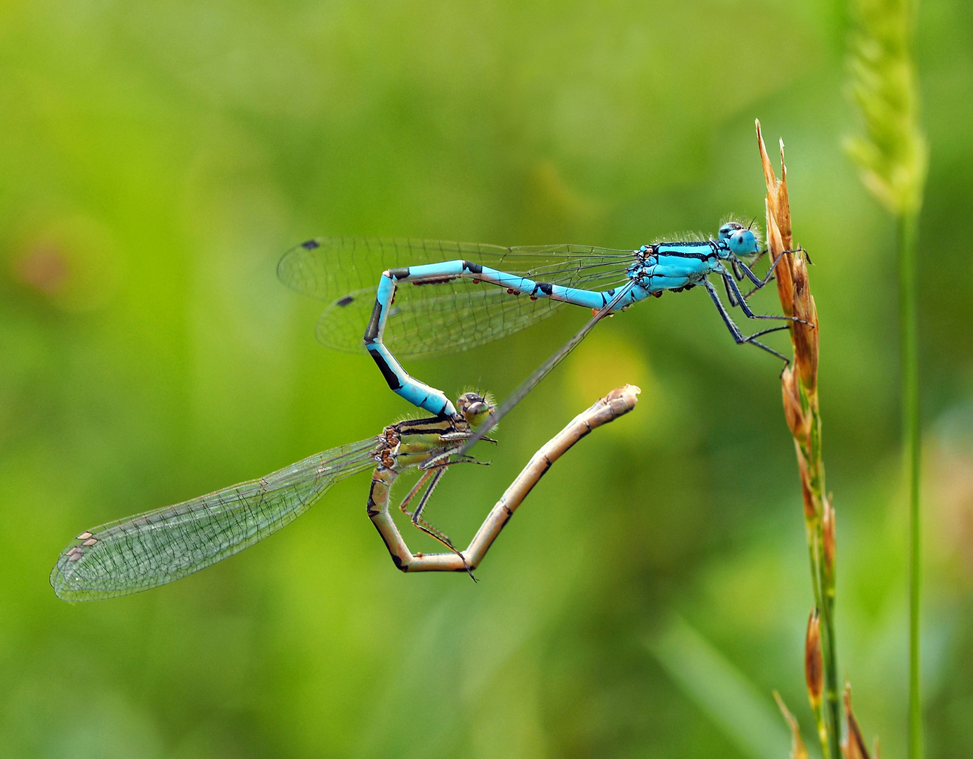 INSEKTENSEX