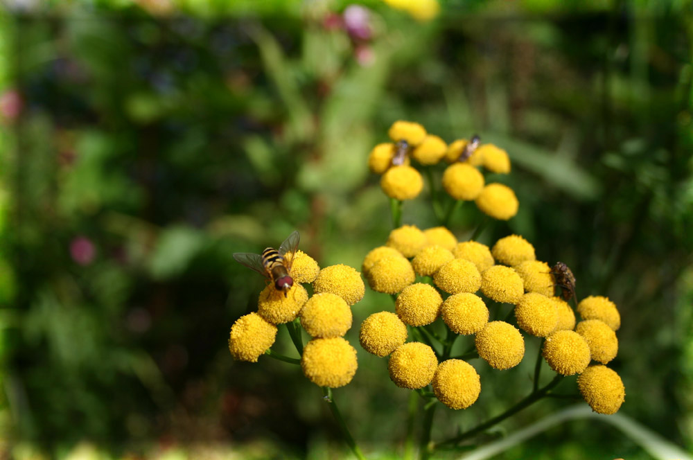 Insektensommer