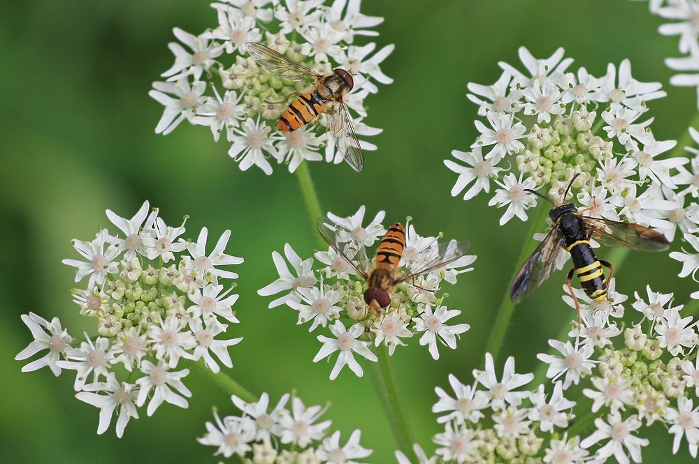 Insektenspeisung