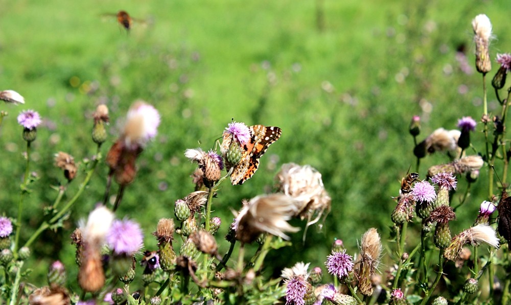 Insektenspielplatz