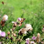 Insektenspielplatz