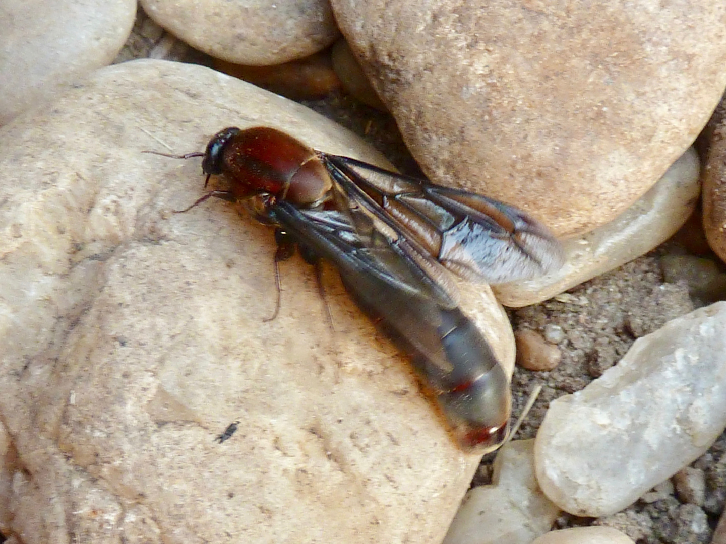 Insektensuche