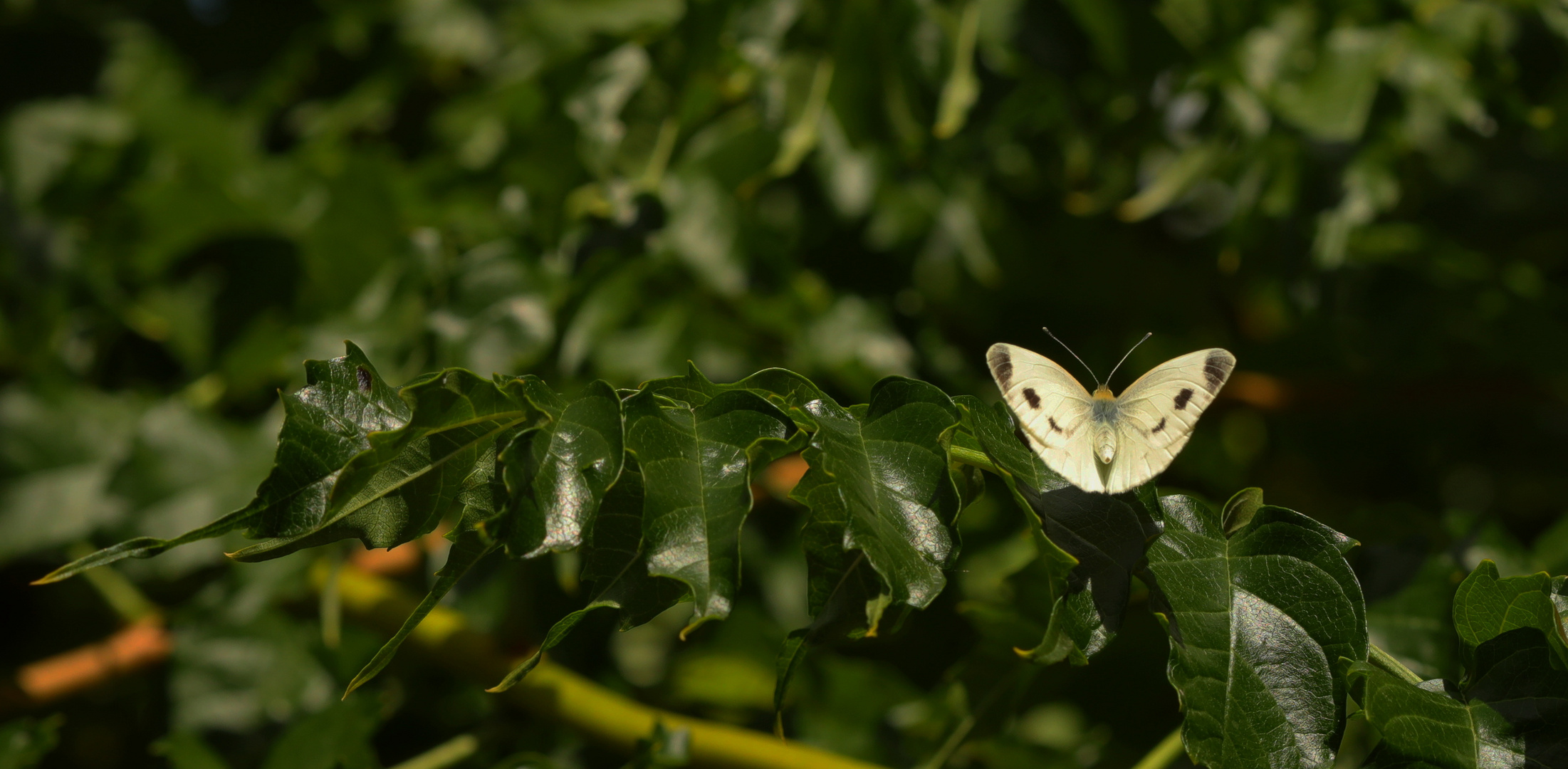 Insektentag im Garten Bild 1 ...