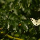 Insektentag im Garten Bild 1 ...