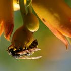 Insektentag im Garten Bild 4 ...