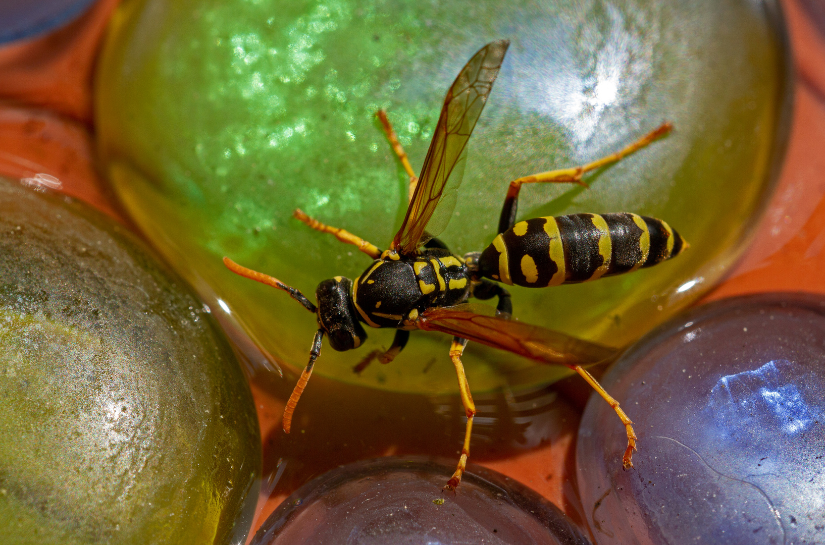 Insektentränke