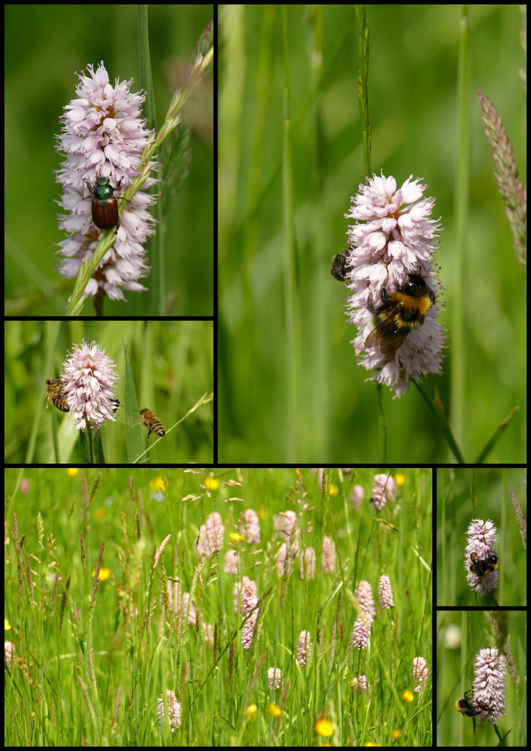 °°°° Insektentreff auf der Knöterich-Wiese °°°°