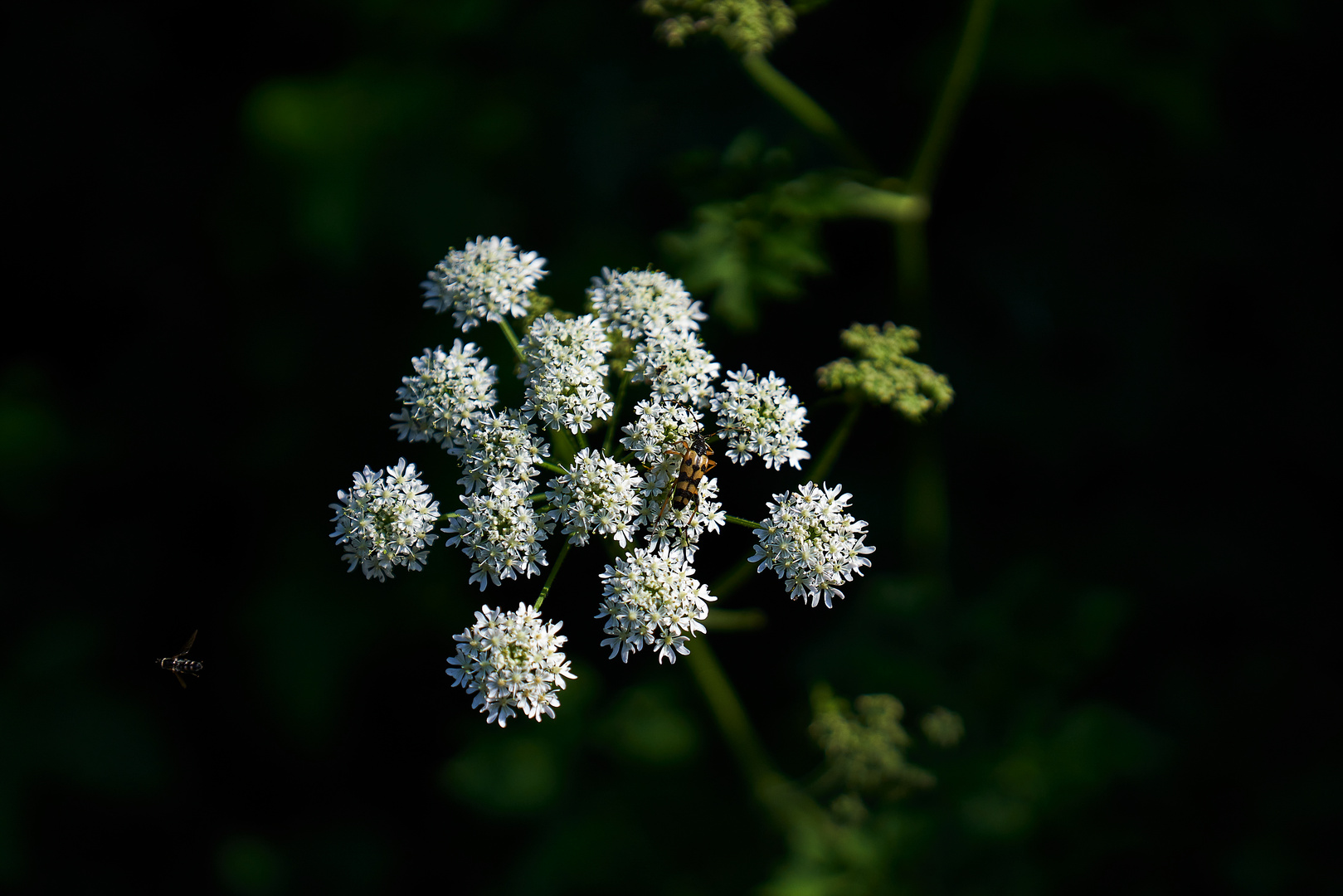 Insekten_Treffpunkt