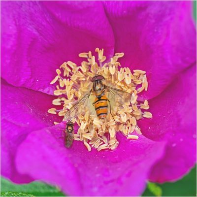 Insektentreffpunkt . . . 