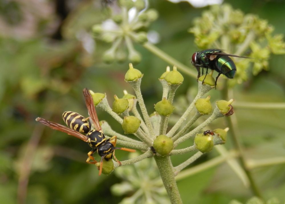 Insektentreffpunkt Efeublüte - Wespen & Fliegen