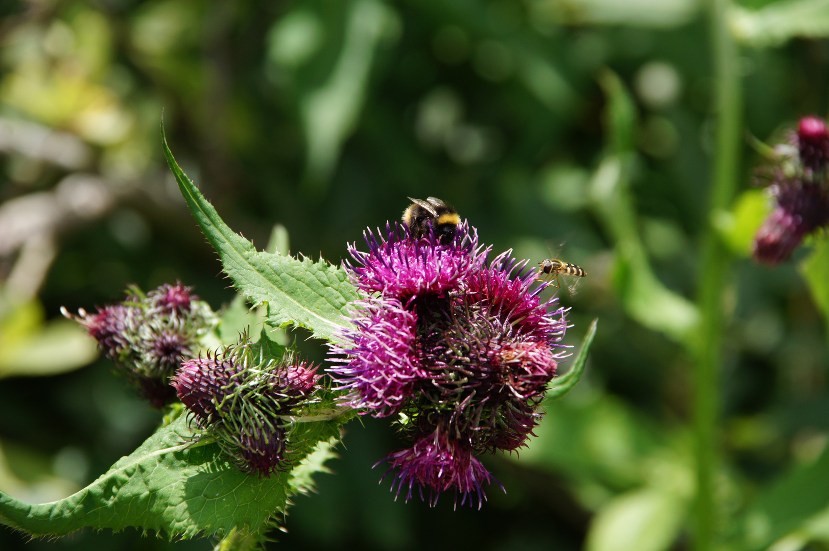 Insektenvielfalt