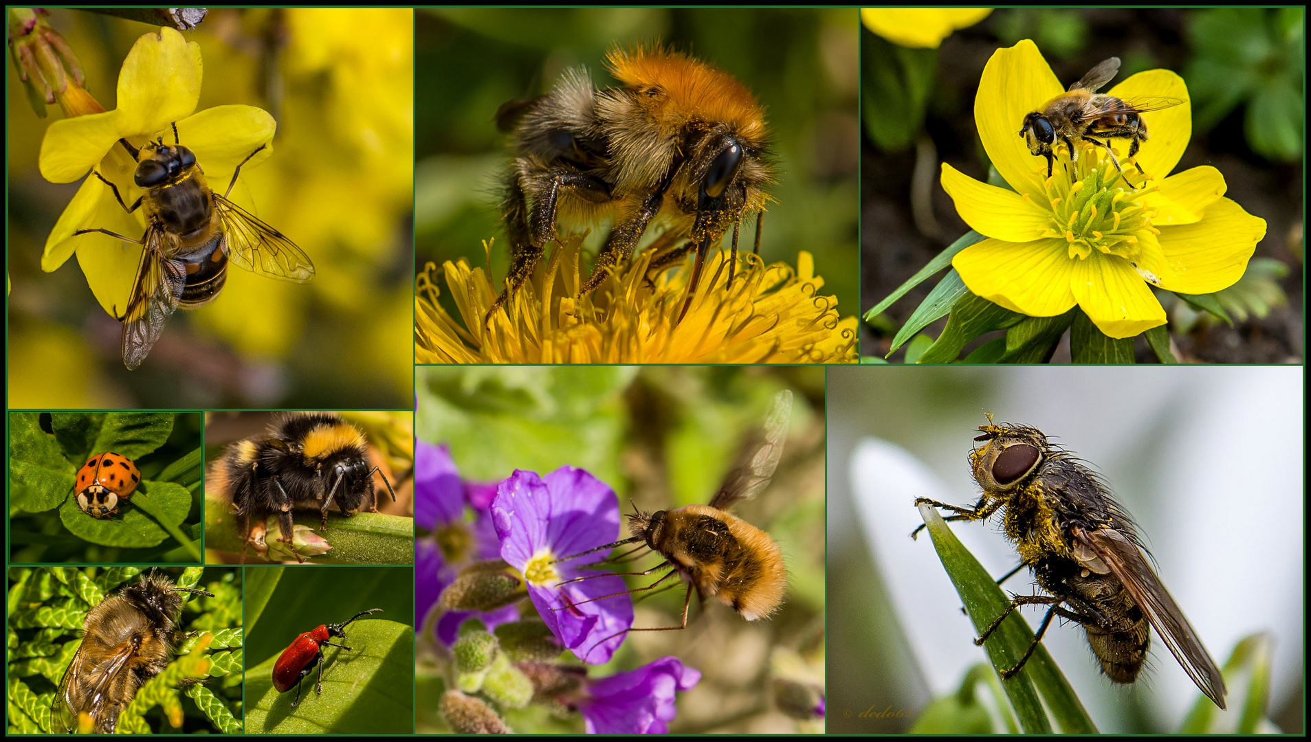 Insektenvielfalt