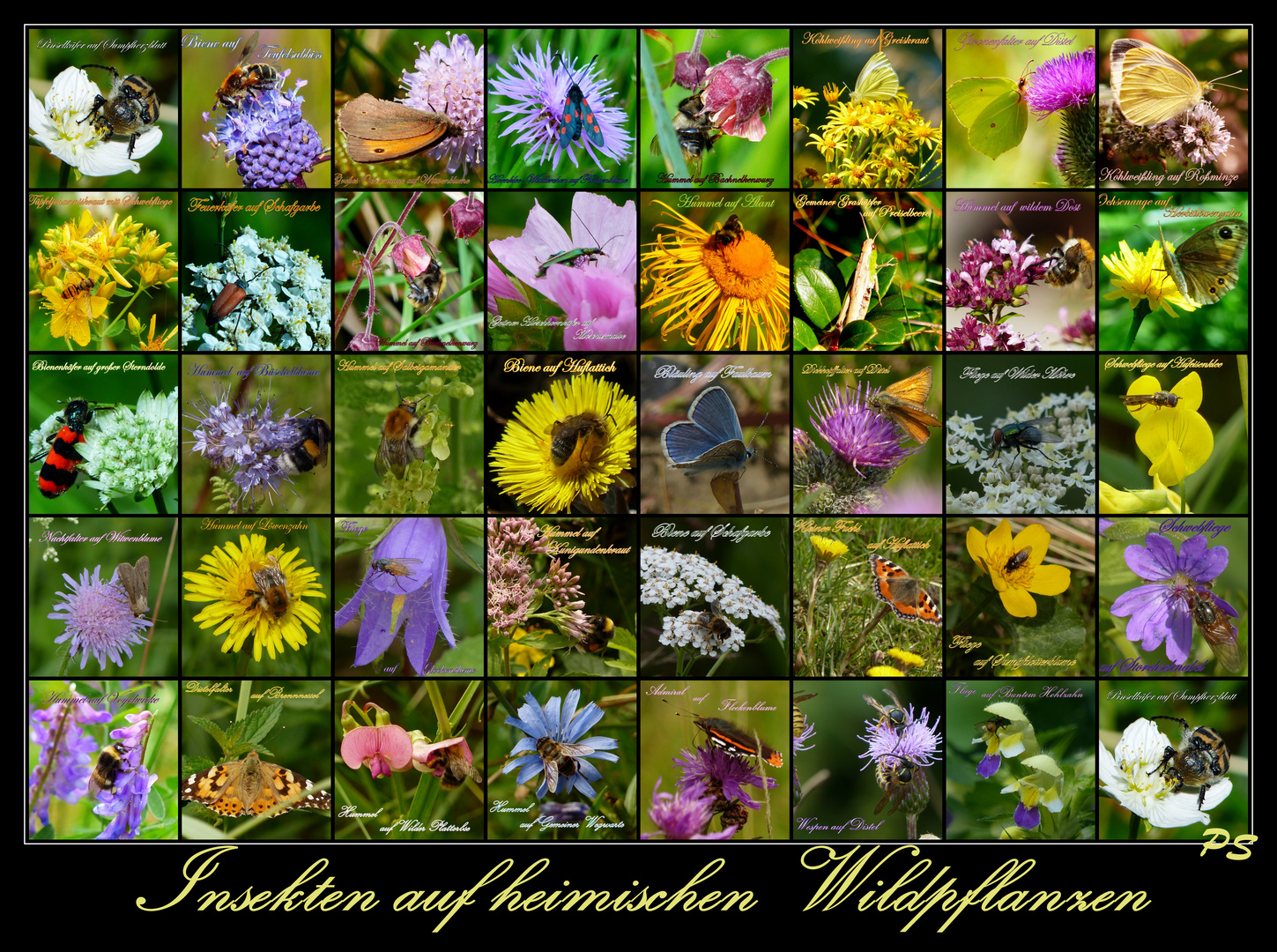 Insektenvielfalt in Deutschland
