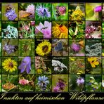 Insektenvielfalt in Deutschland