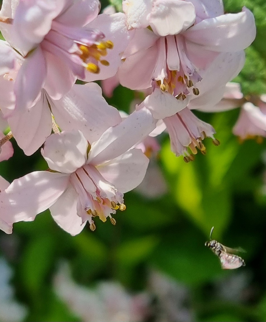 Insektenweide