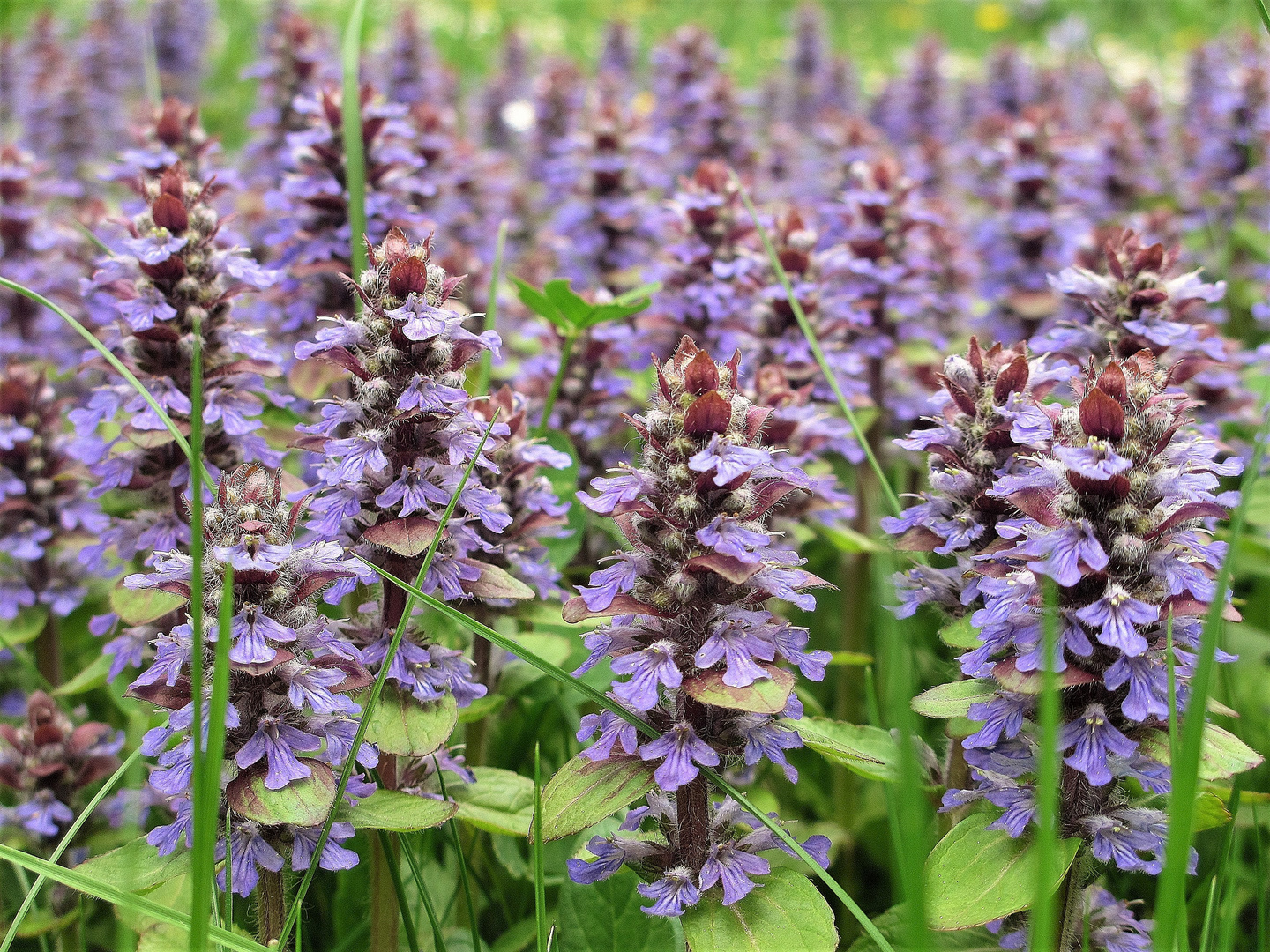 Insektenweide in Blau