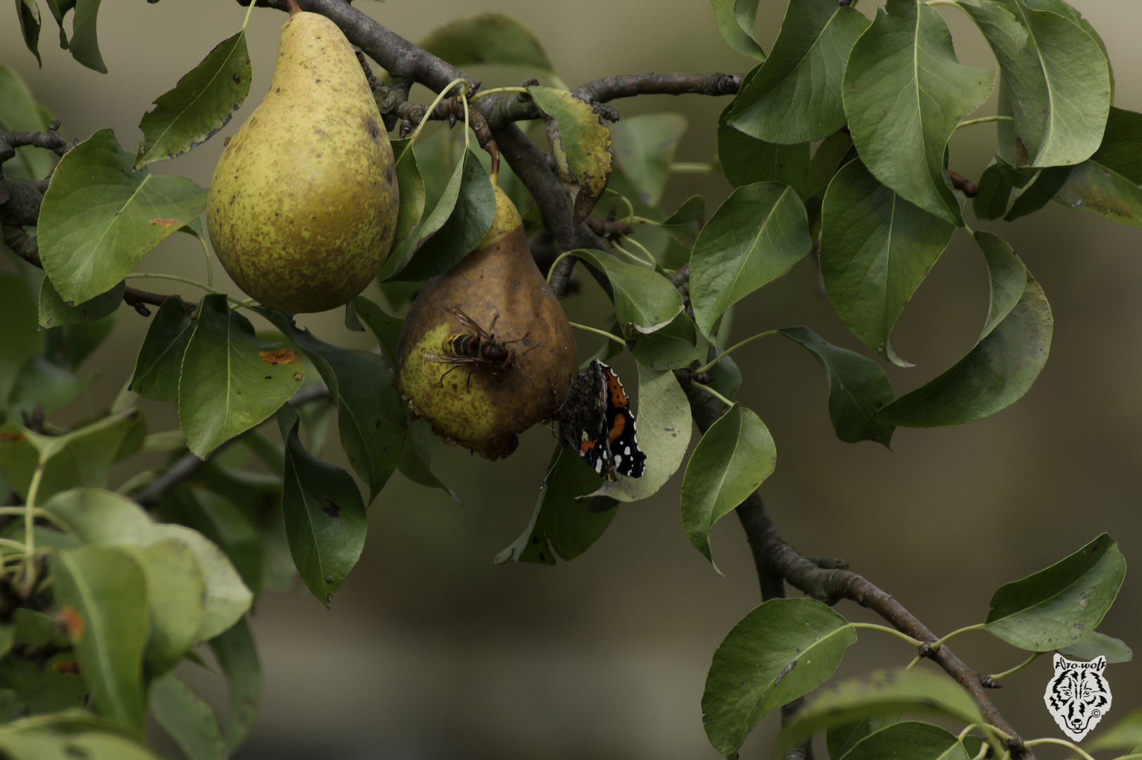 Insektenwein