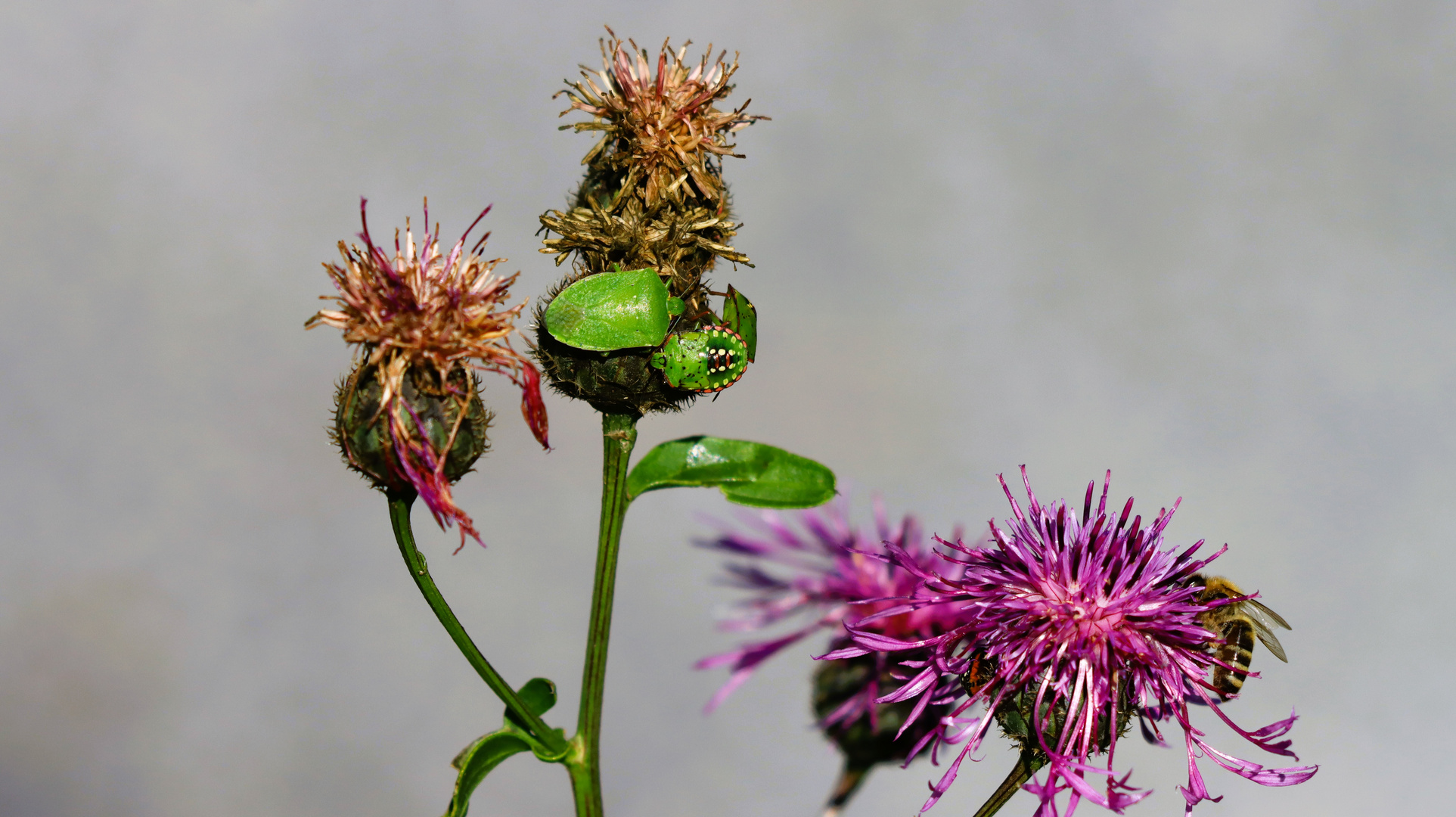 Insektenwelt auf Flockenblumen