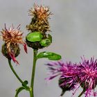 Insektenwelt auf Flockenblumen