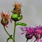 Insektenwelt auf Flockenblumen