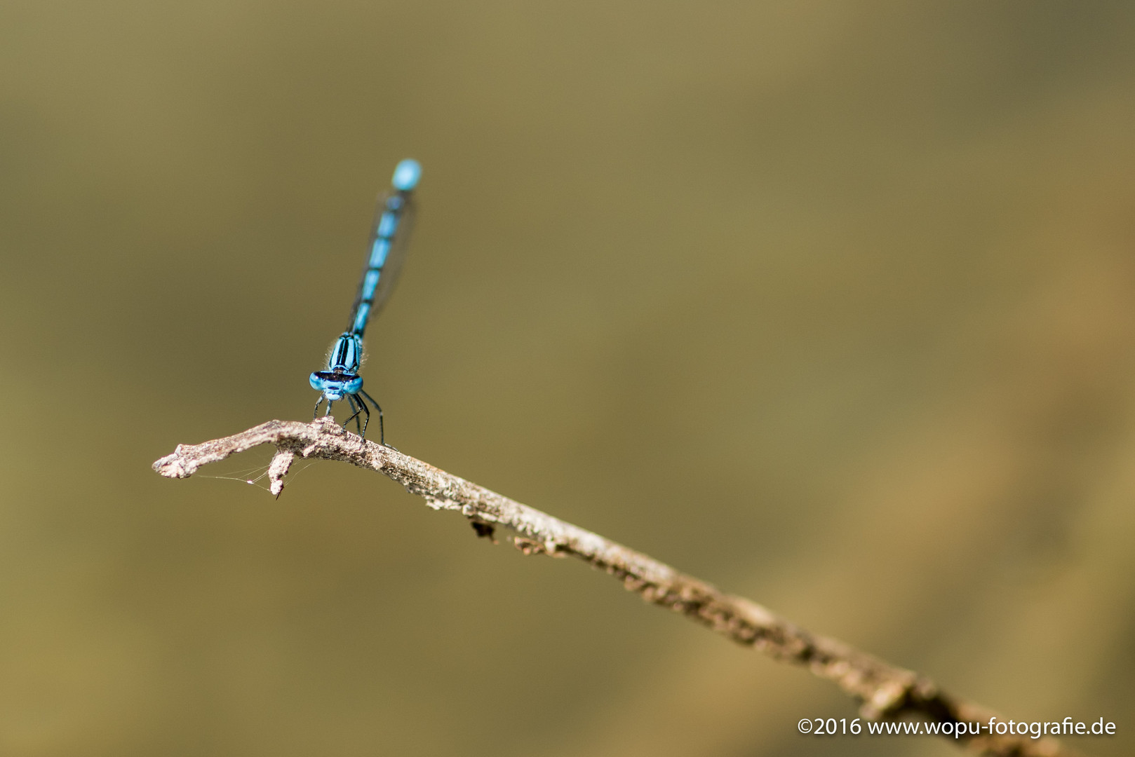 Insektenwelt Manching Brandseen