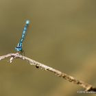 Insektenwelt Manching Brandseen