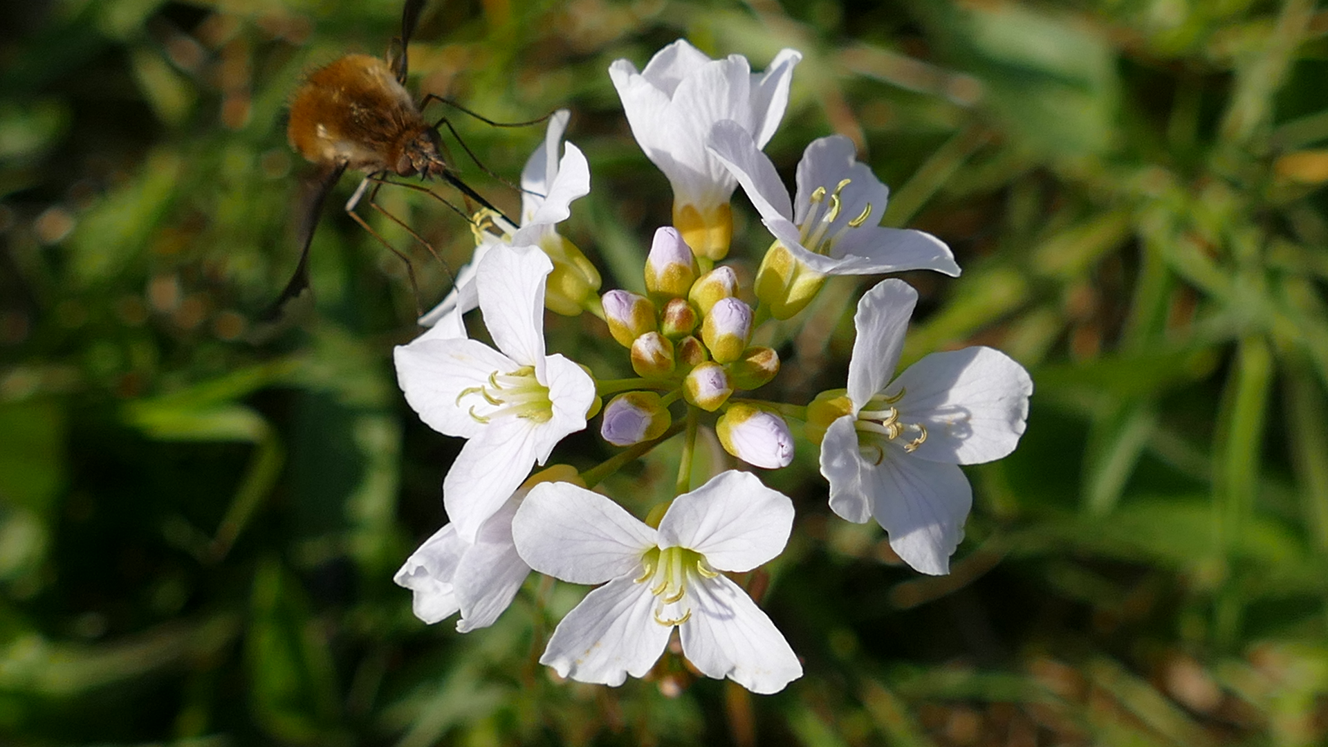 Insektenwelt und Blütenzauber (Wollschweber)