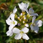 Insektenwelt und Blütenzauber (Wollschweber)