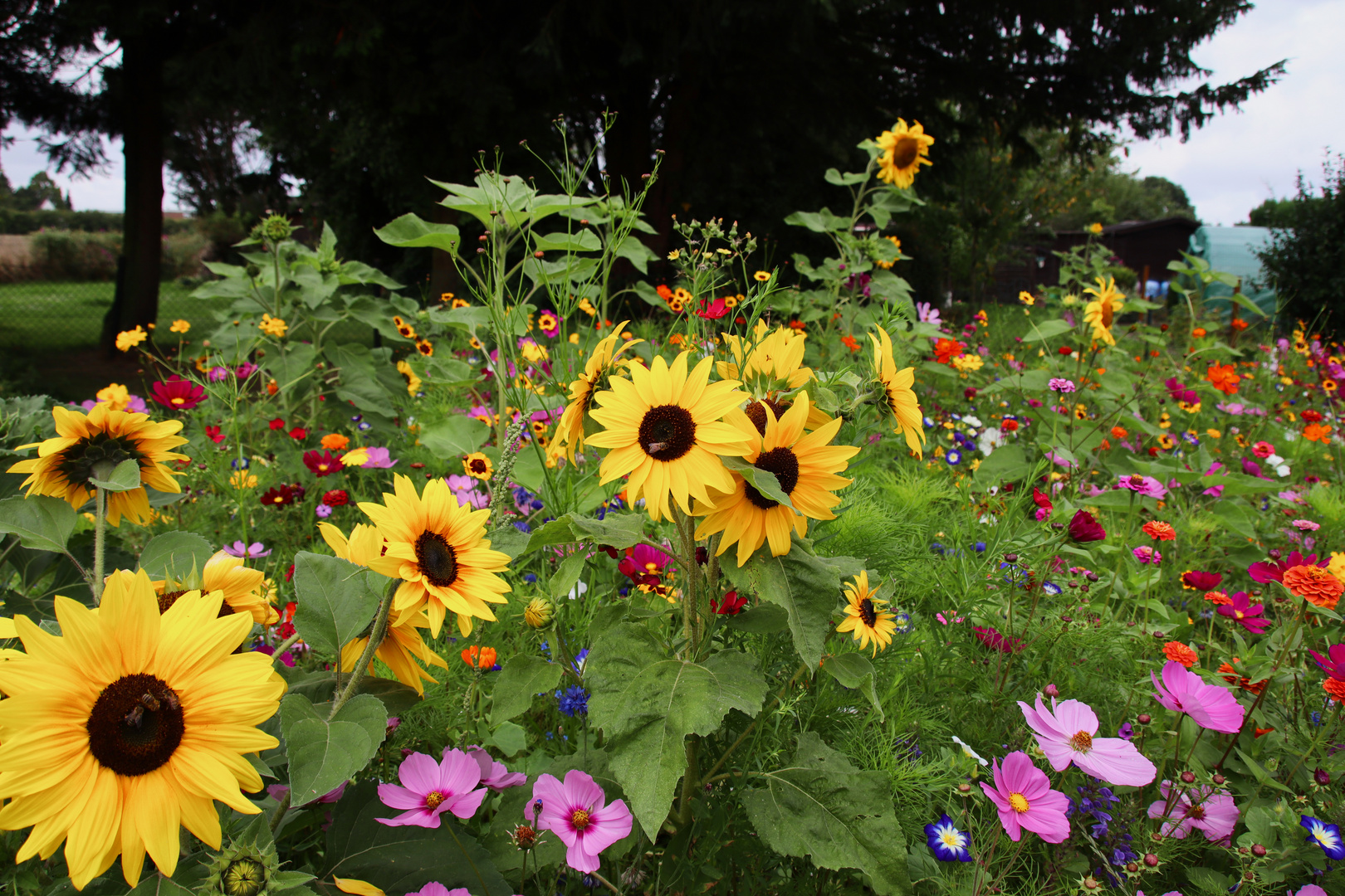 Insektenwiese