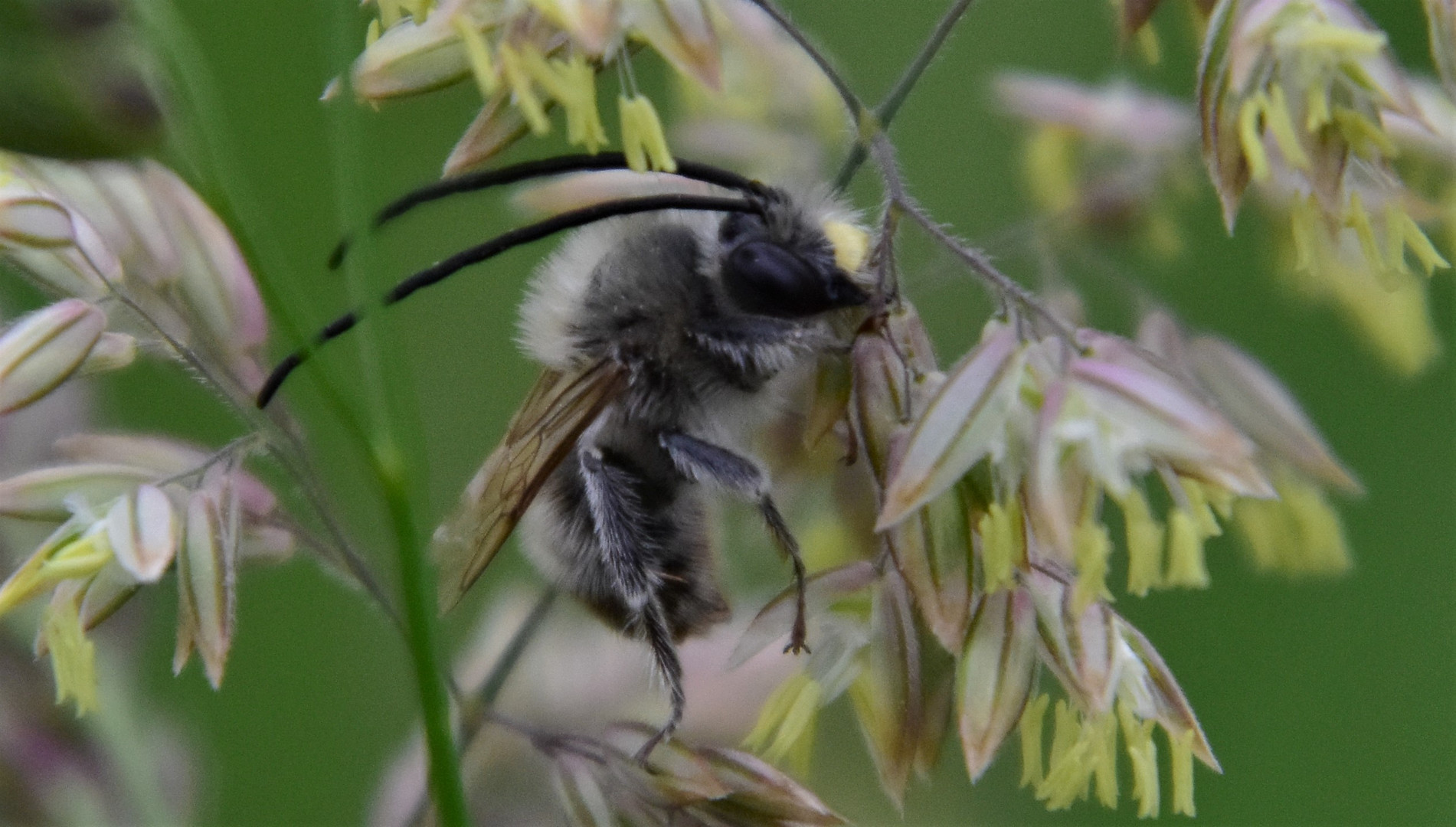 Insektenwoche 1) Langhornbiene