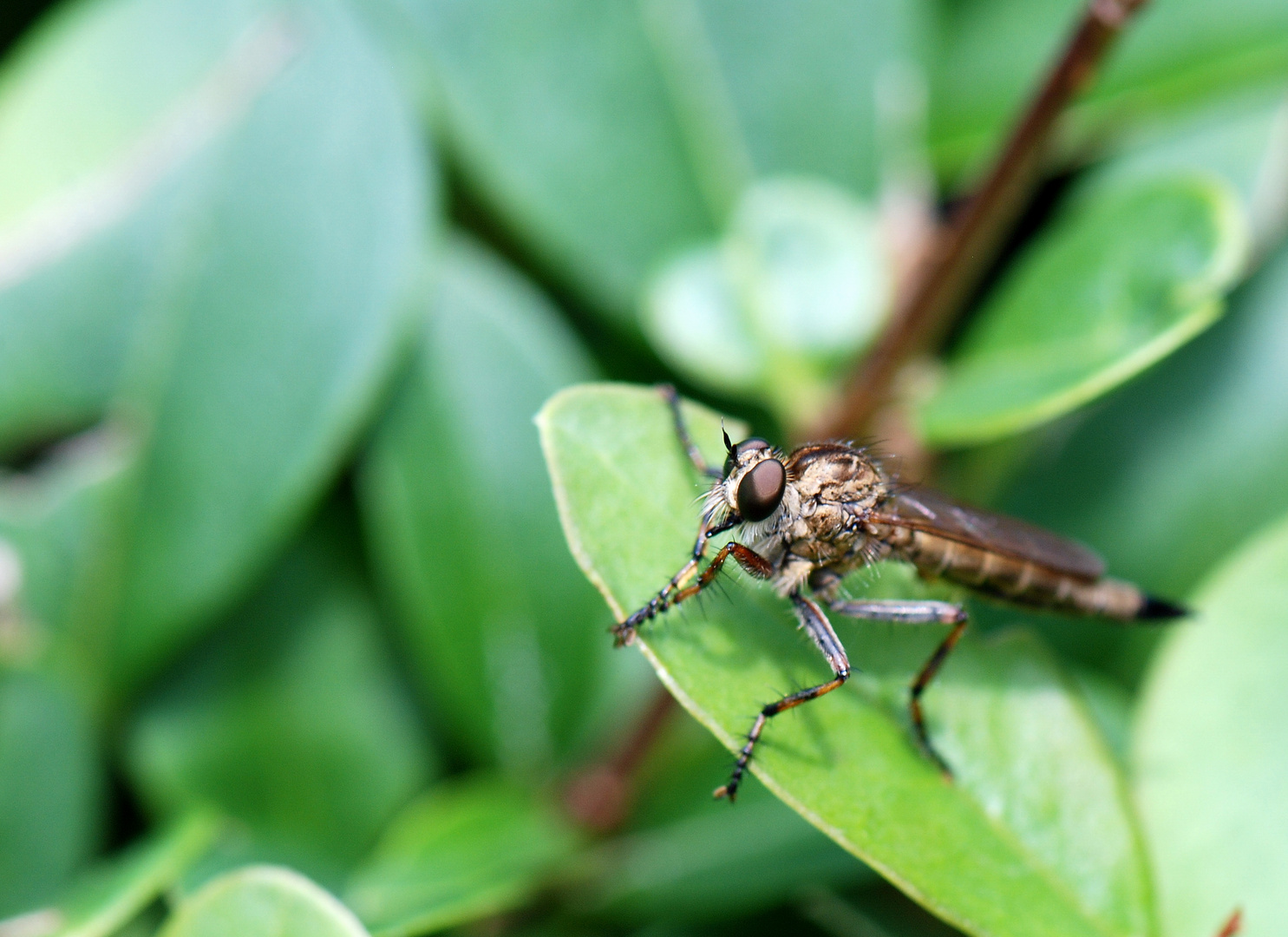 Insektenzeit ist schon vorbei...