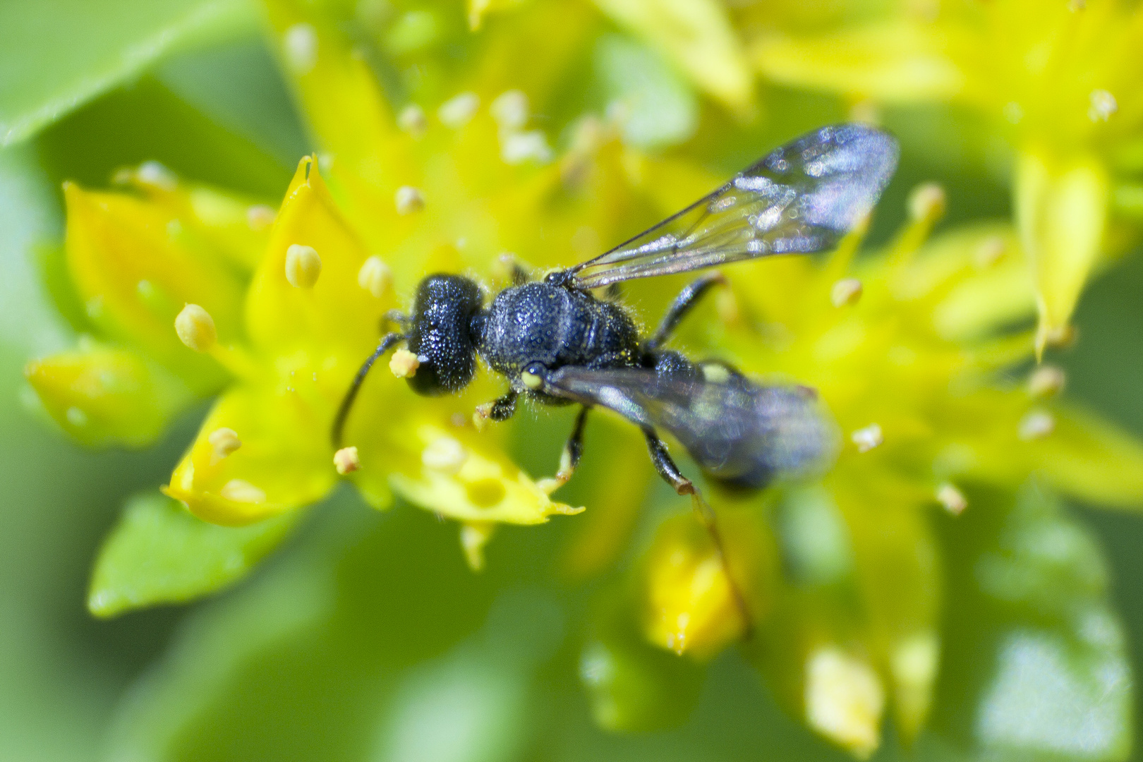 Insektoid (1)