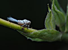 Insektulus unbekanntos