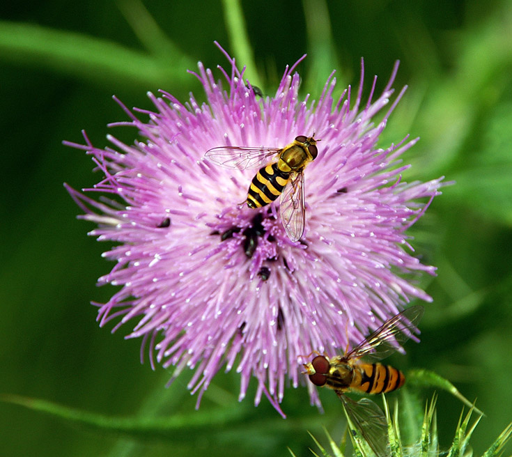 Insektus Blütus