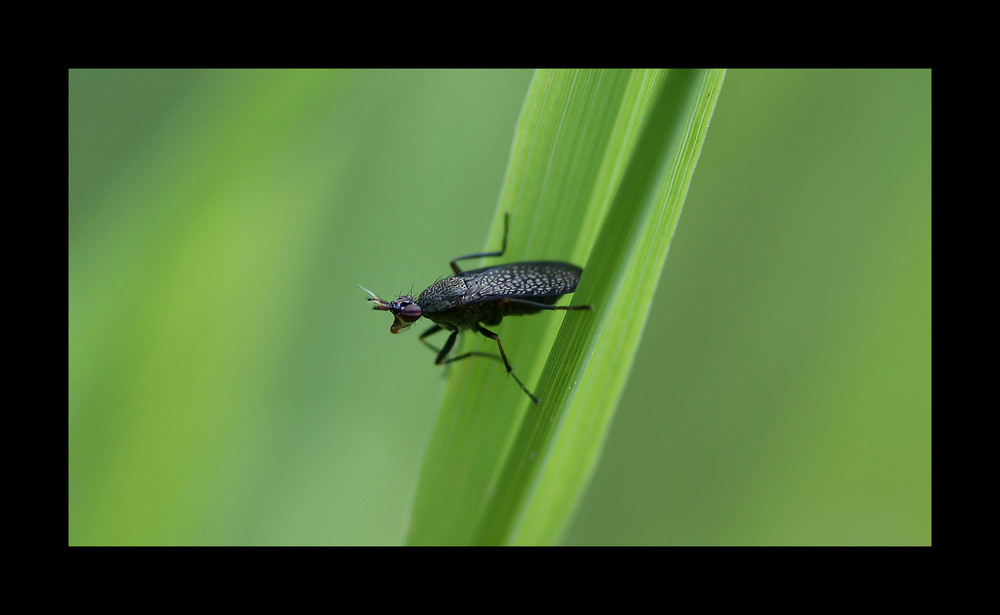 Insektus Mayvistus Prymis