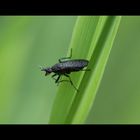Insektus Mayvistus Prymis
