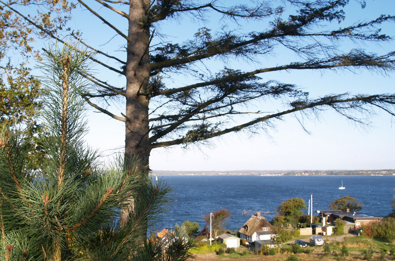 Insel Als - Kiefern mit Blick auf die Flensburger Börde