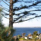 Insel Als - Kiefern mit Blick auf die Flensburger Börde